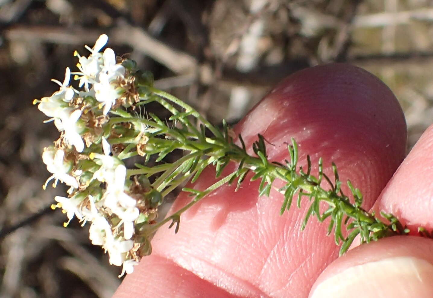 Image of Selago glomerata Thunb.