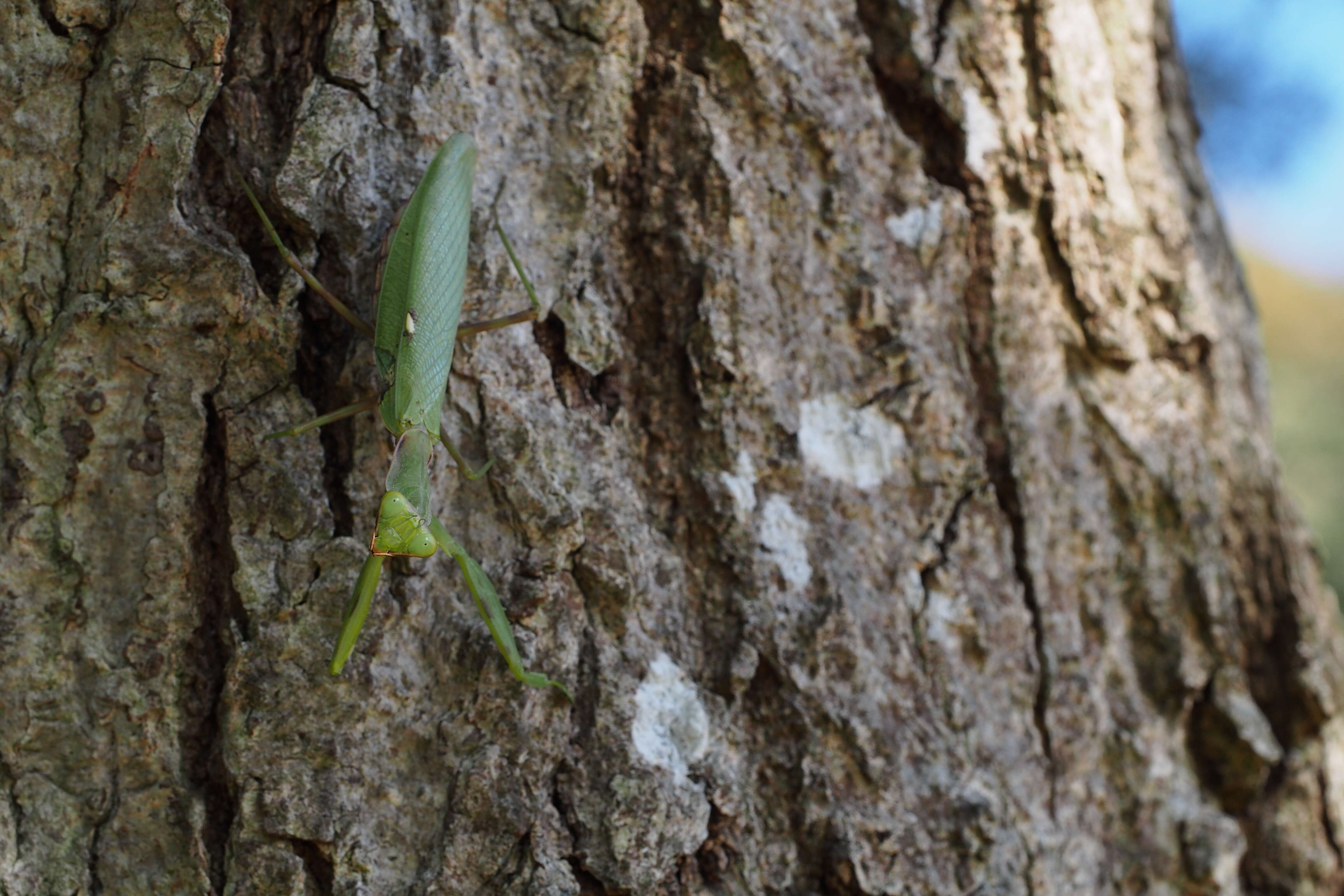 Image of Giant Asian Mantis