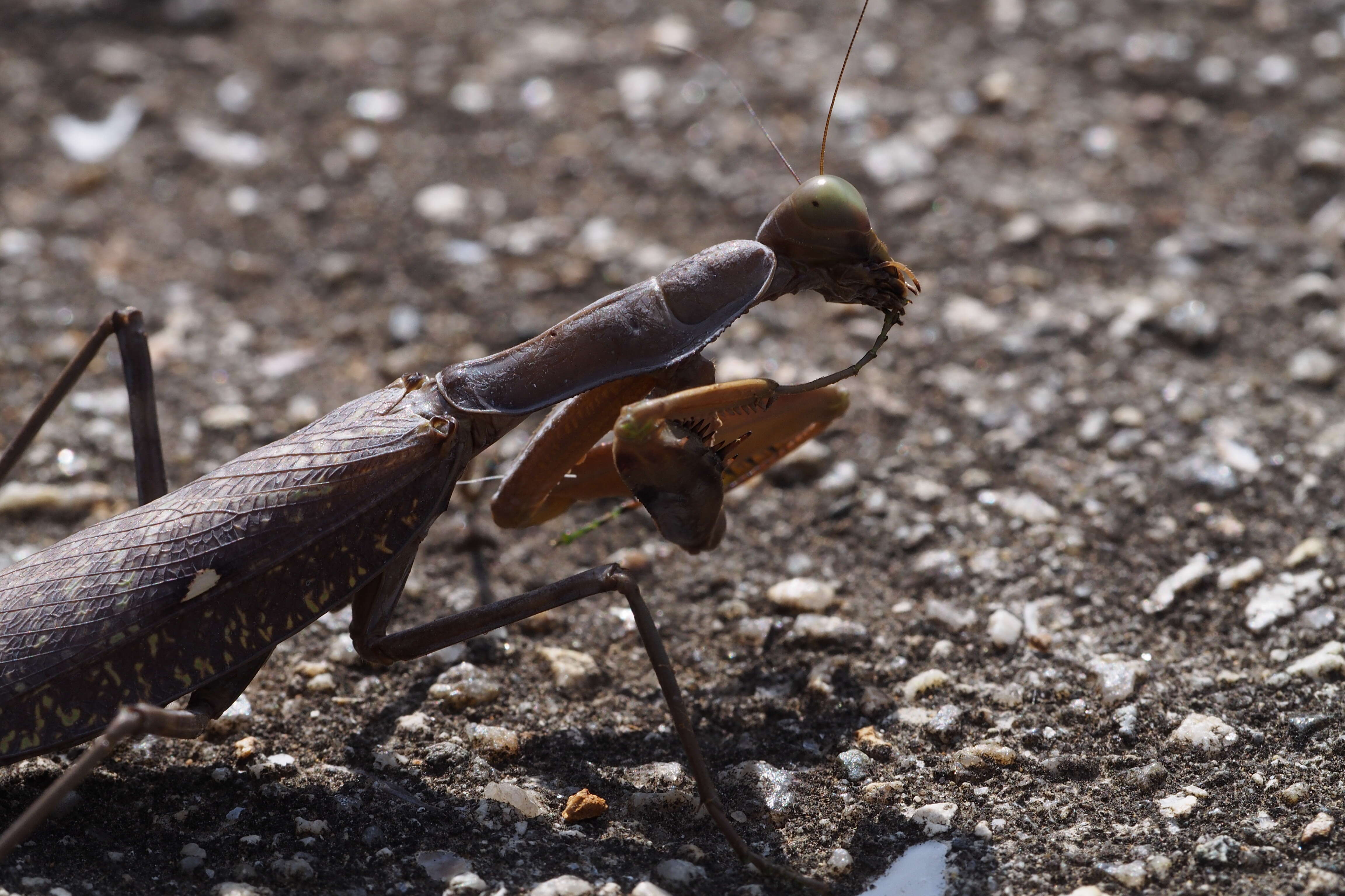 Image of Giant Asian Mantis