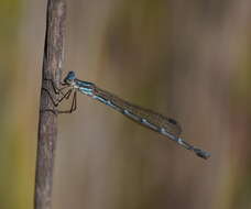 Image of Dune Ringtail