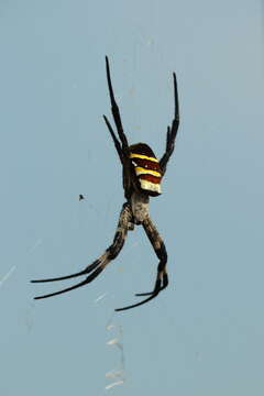 Image of Argiope amoena L. Koch 1878