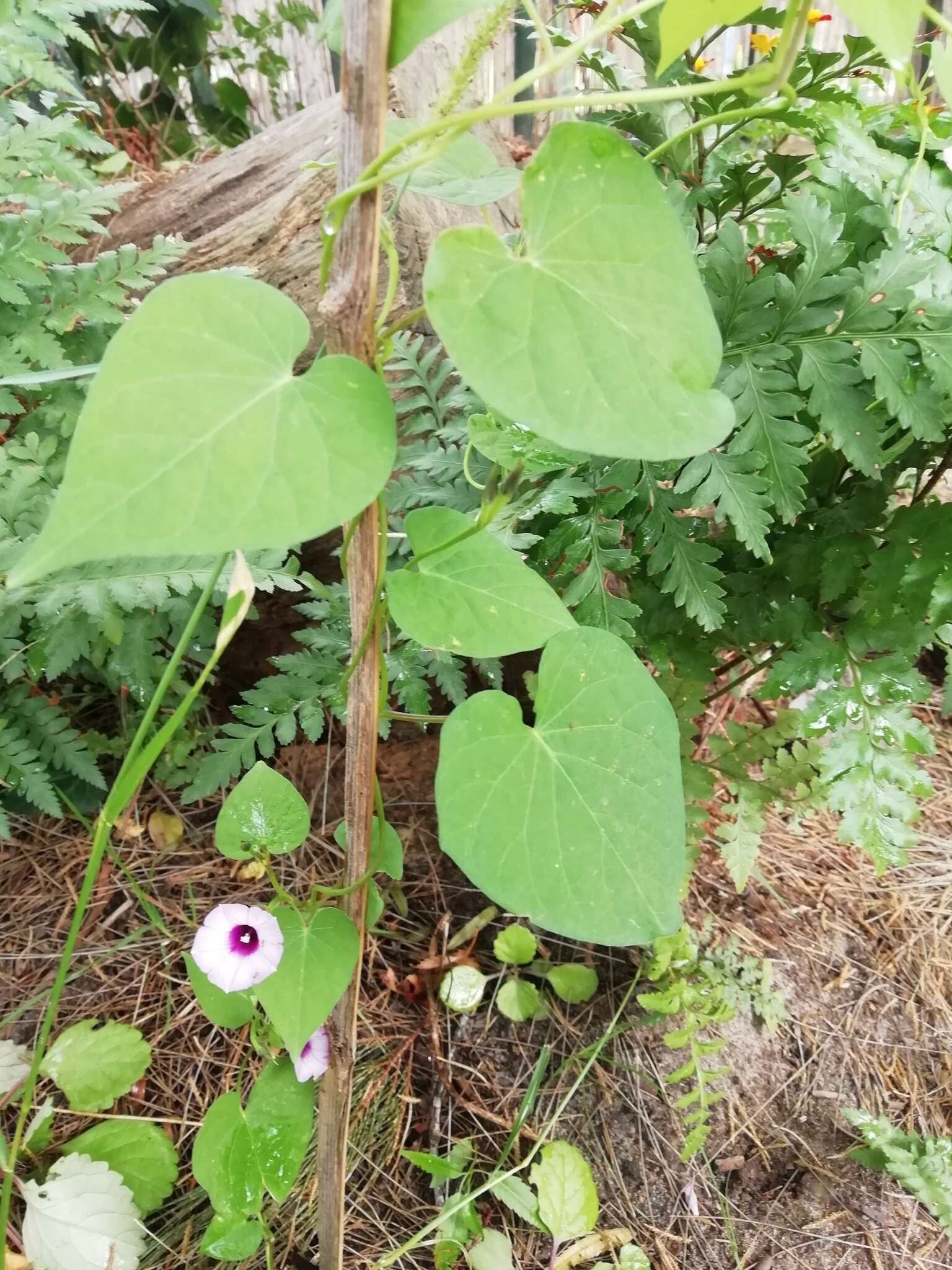 Image of Ipomoea grandifolia (Damm.) O'Donell