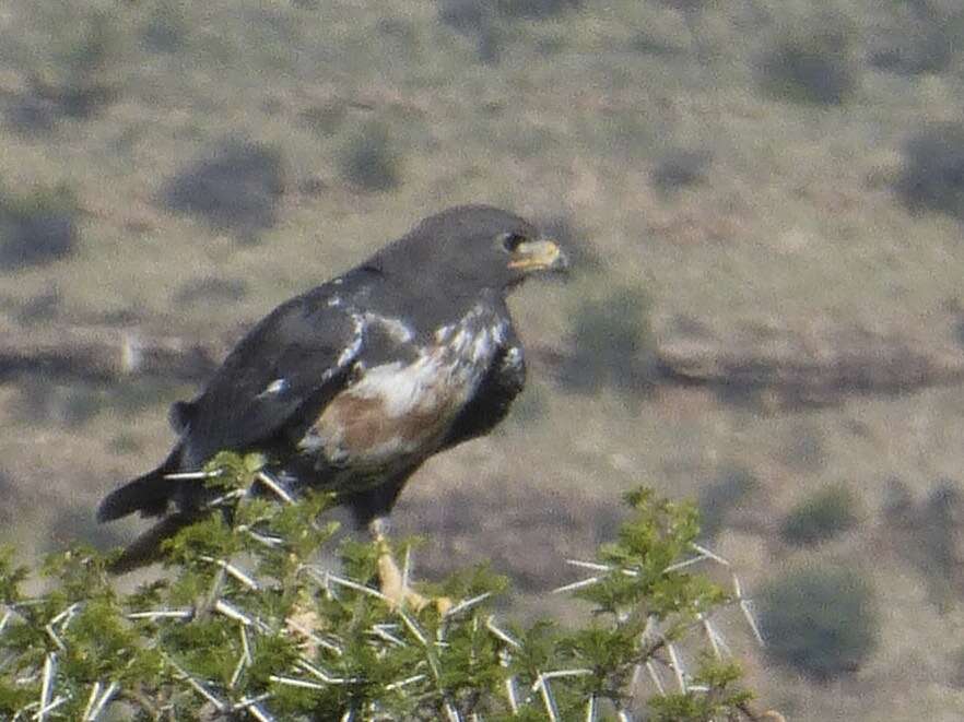 Image of Jackal Buzzard