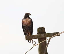 Image of Jackal Buzzard