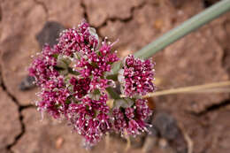 Image of bulbous springparsley