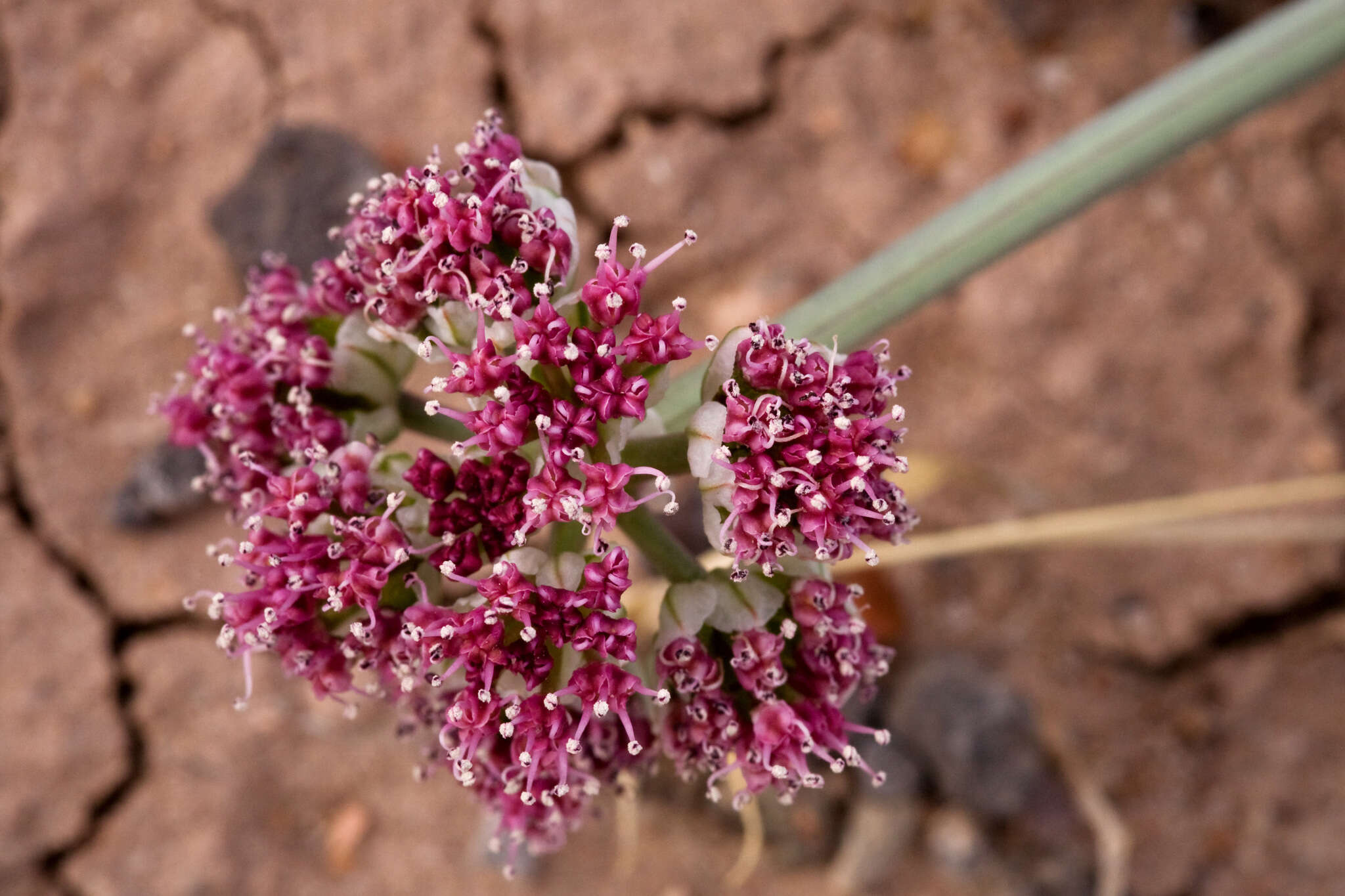 Image of bulbous springparsley