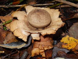 Image of Collared Earthstar