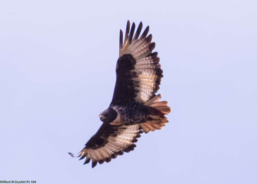 Image of Jackal Buzzard