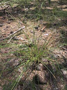 Eleocharis melanocarpa Torr.的圖片