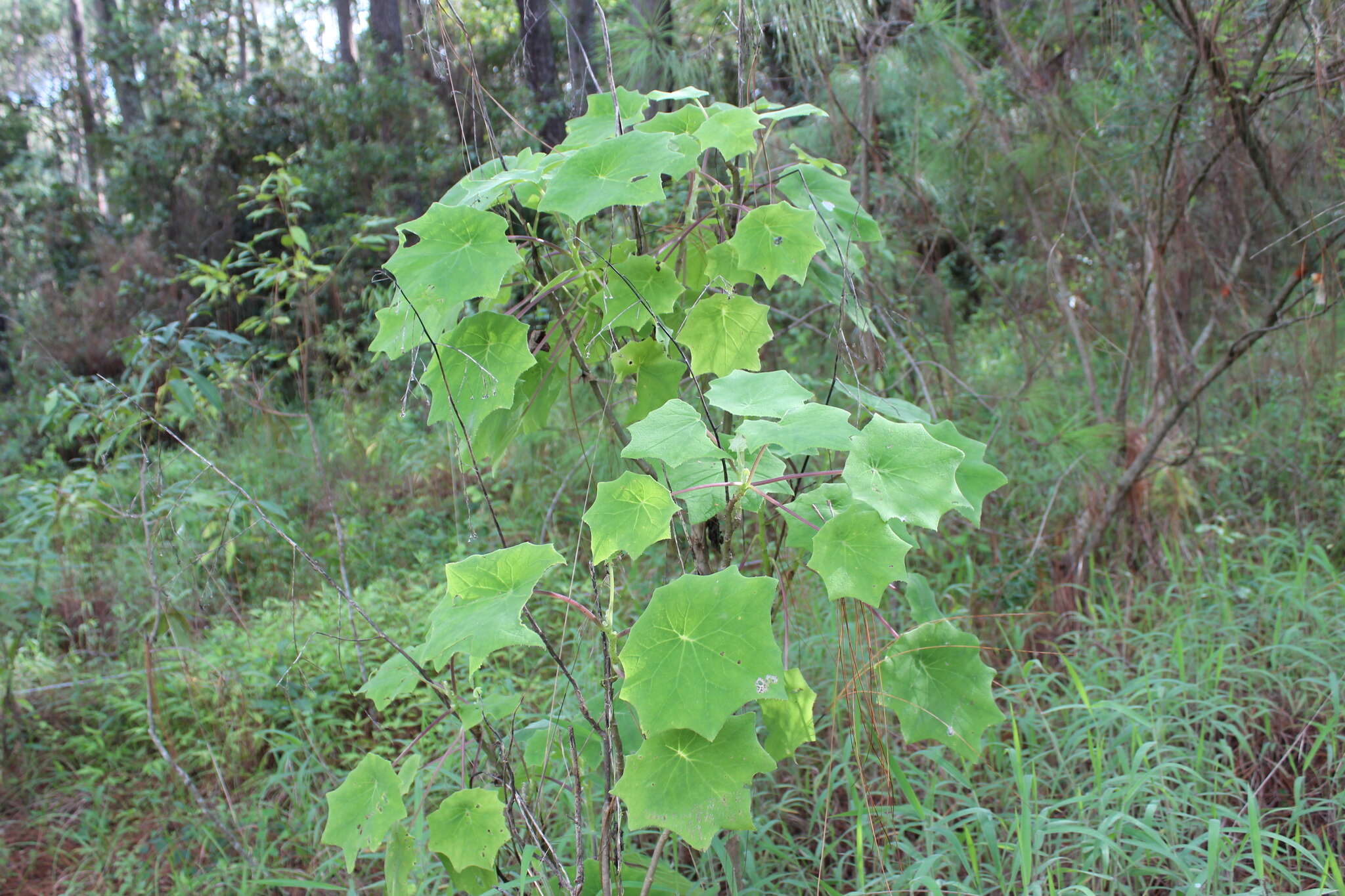 Image of Roldana chapalensis (S. Wats.) H. Rob. & Brettell