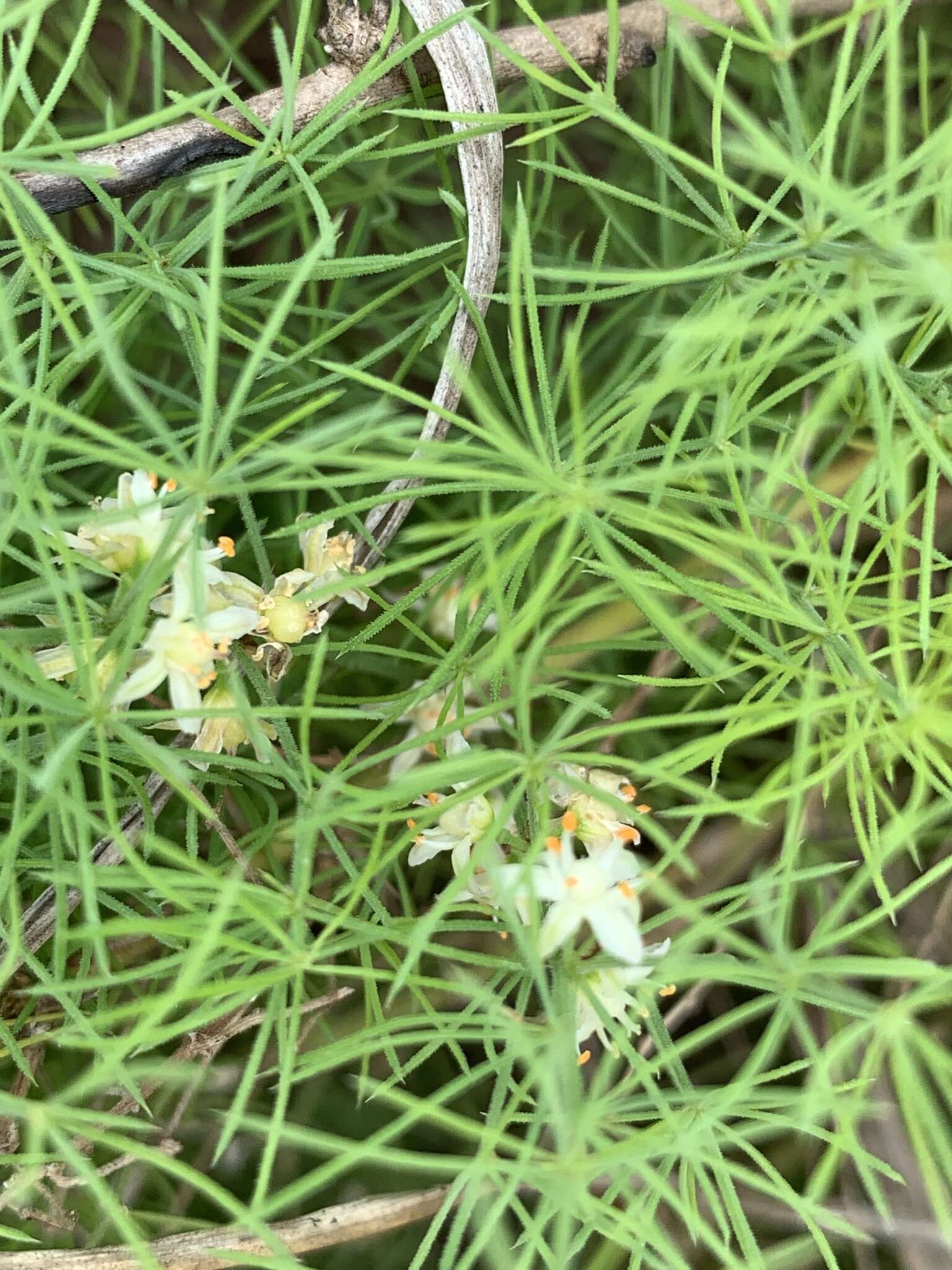 Image of Asparagus minutiflorus (Kunth) Baker