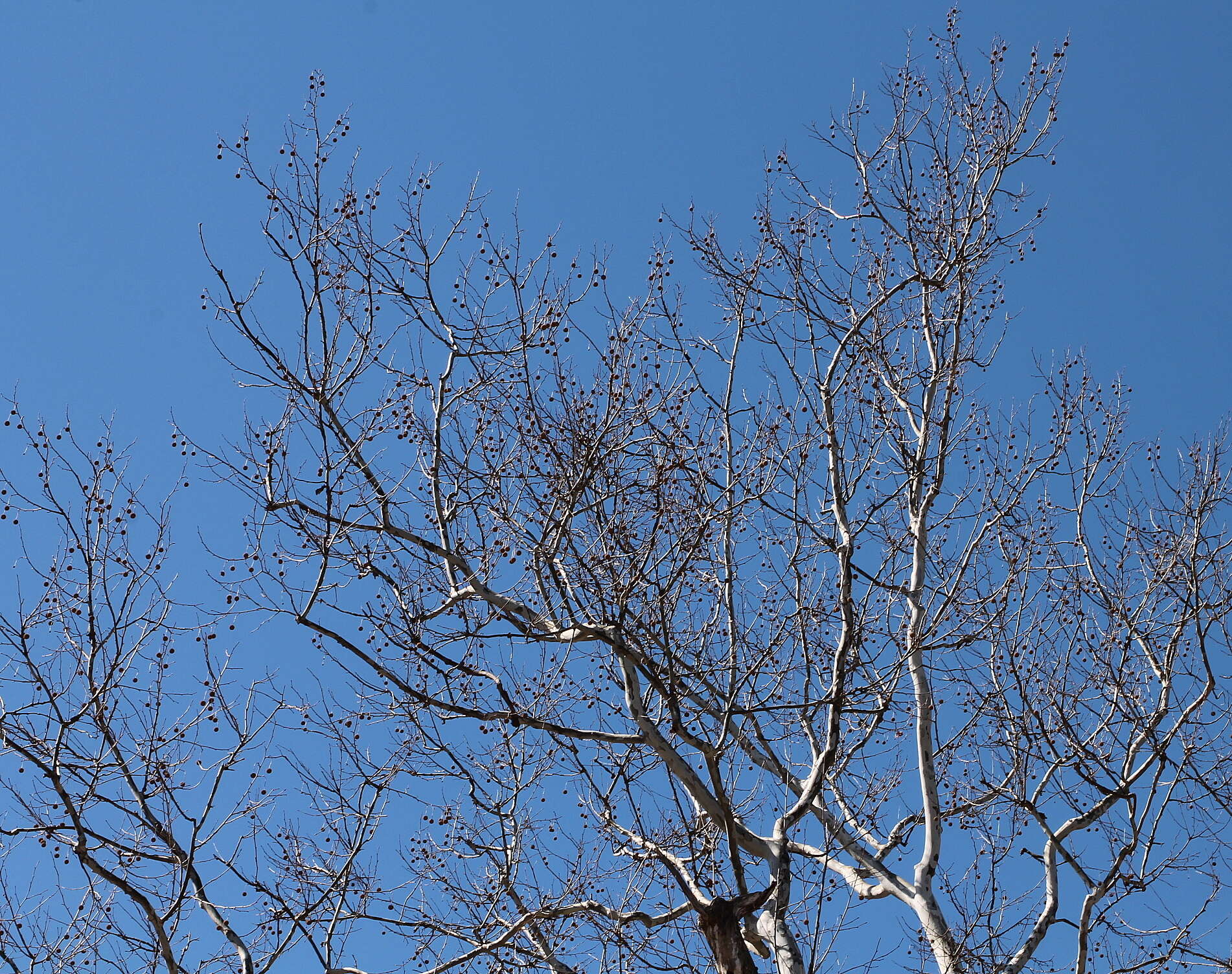 Image of American sycamore