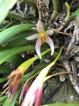 Plancia ëd Bulbophyllum affine Wall. ex Lindl.