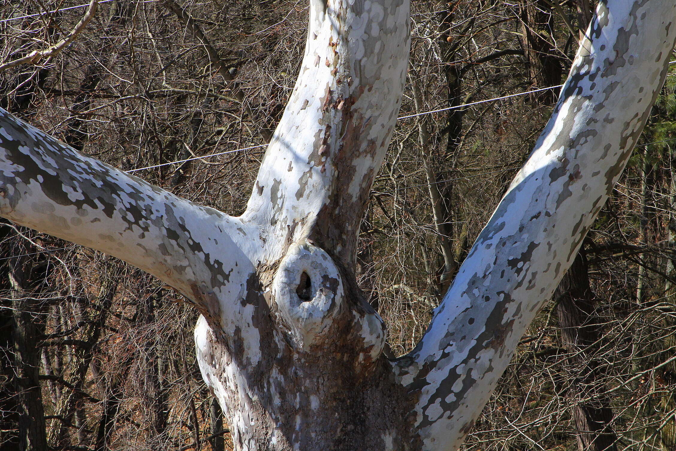 Image of American sycamore