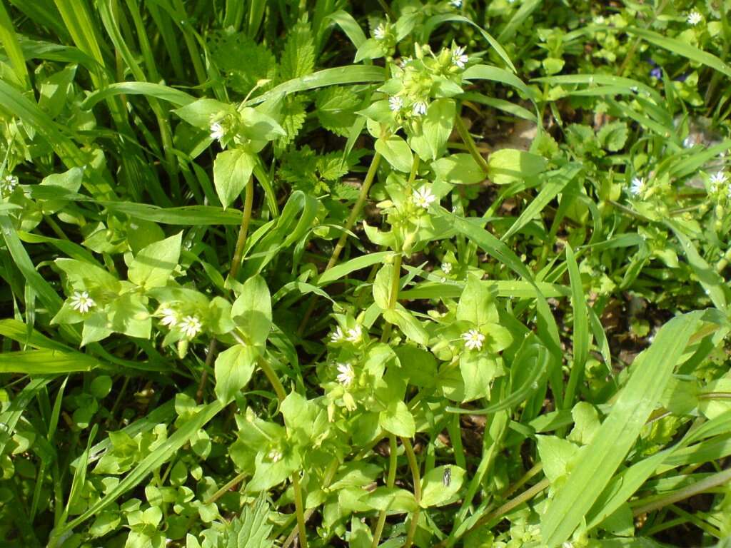 Image of common chickweed