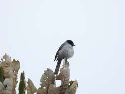 Image of Black-headed Hemispingus