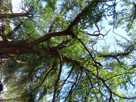 Image of Mexican Cypress