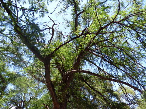 Image of Mexican Cypress