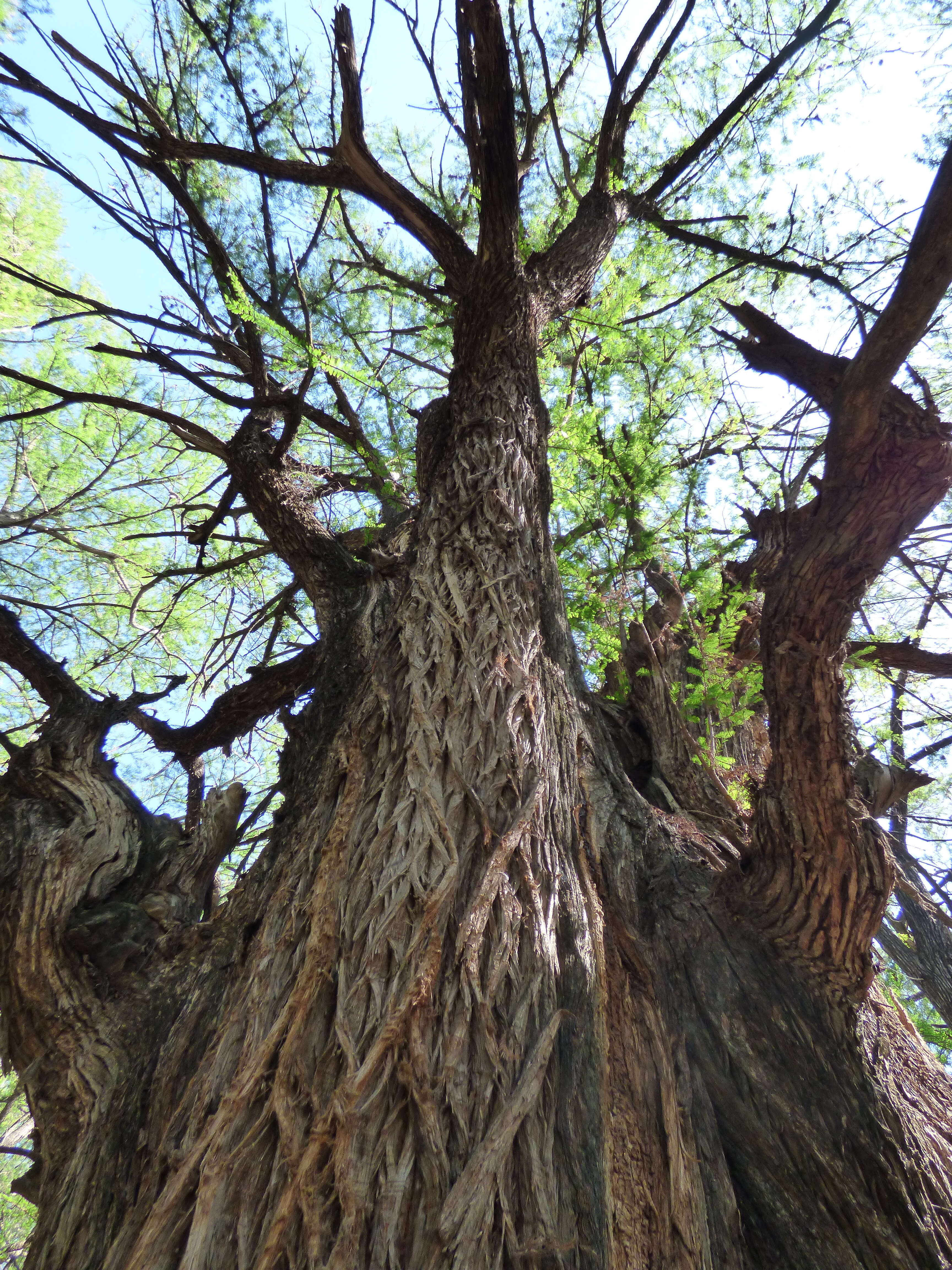 Image of Mexican Cypress