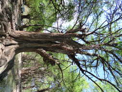 Image of Mexican Cypress