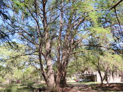 Image of Mexican Cypress