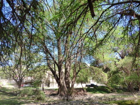 Image of Mexican Cypress