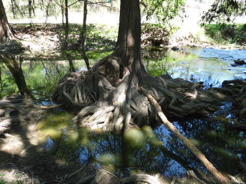 Image of Mexican Cypress