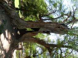 Image of Mexican Cypress