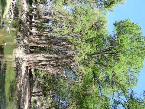 Image of Mexican Cypress