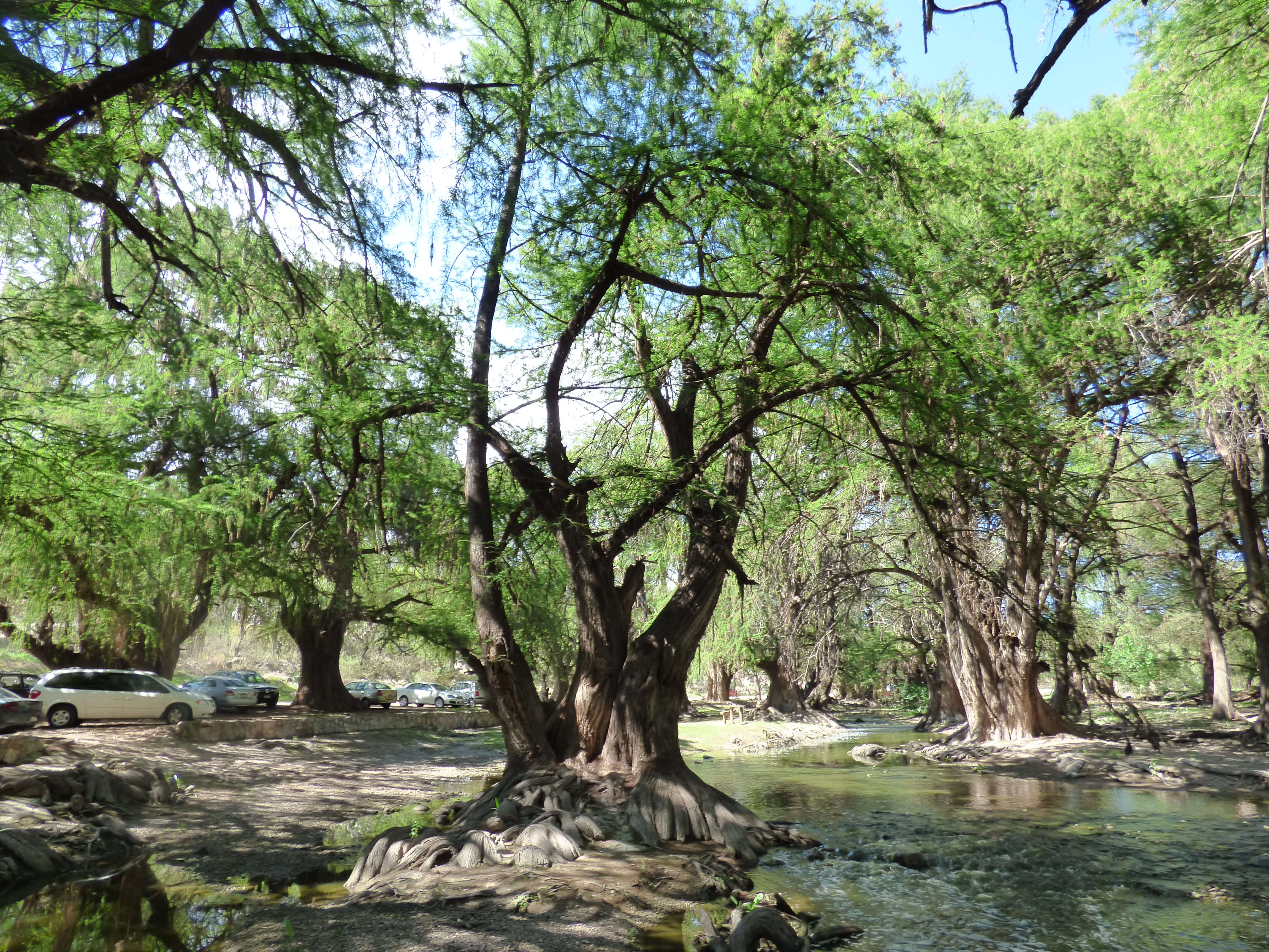 Image of Mexican Cypress