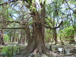 Image of Mexican Cypress