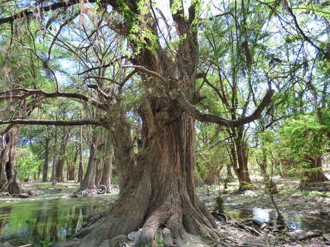 Image of Mexican Cypress