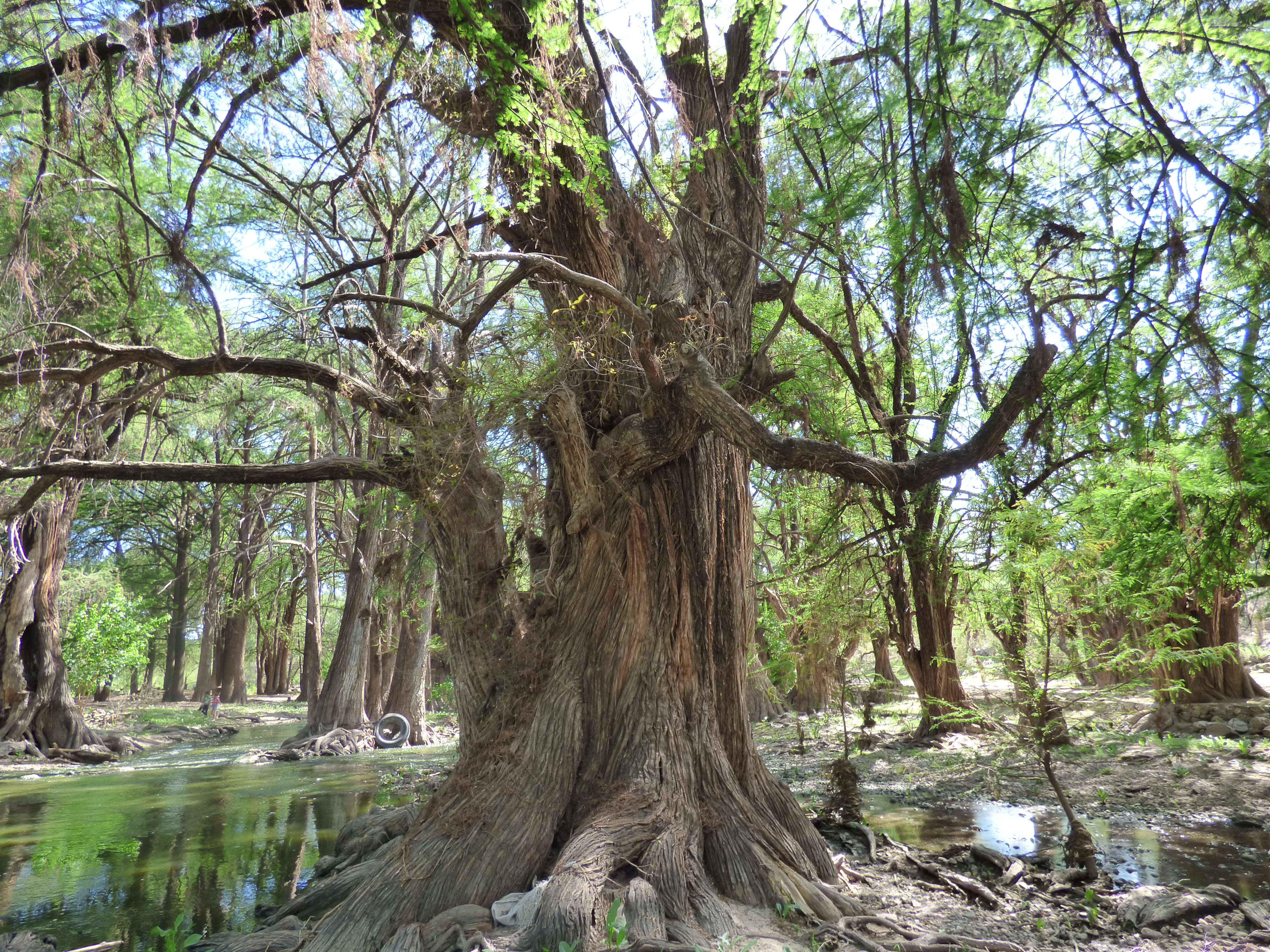 Image of Mexican Cypress