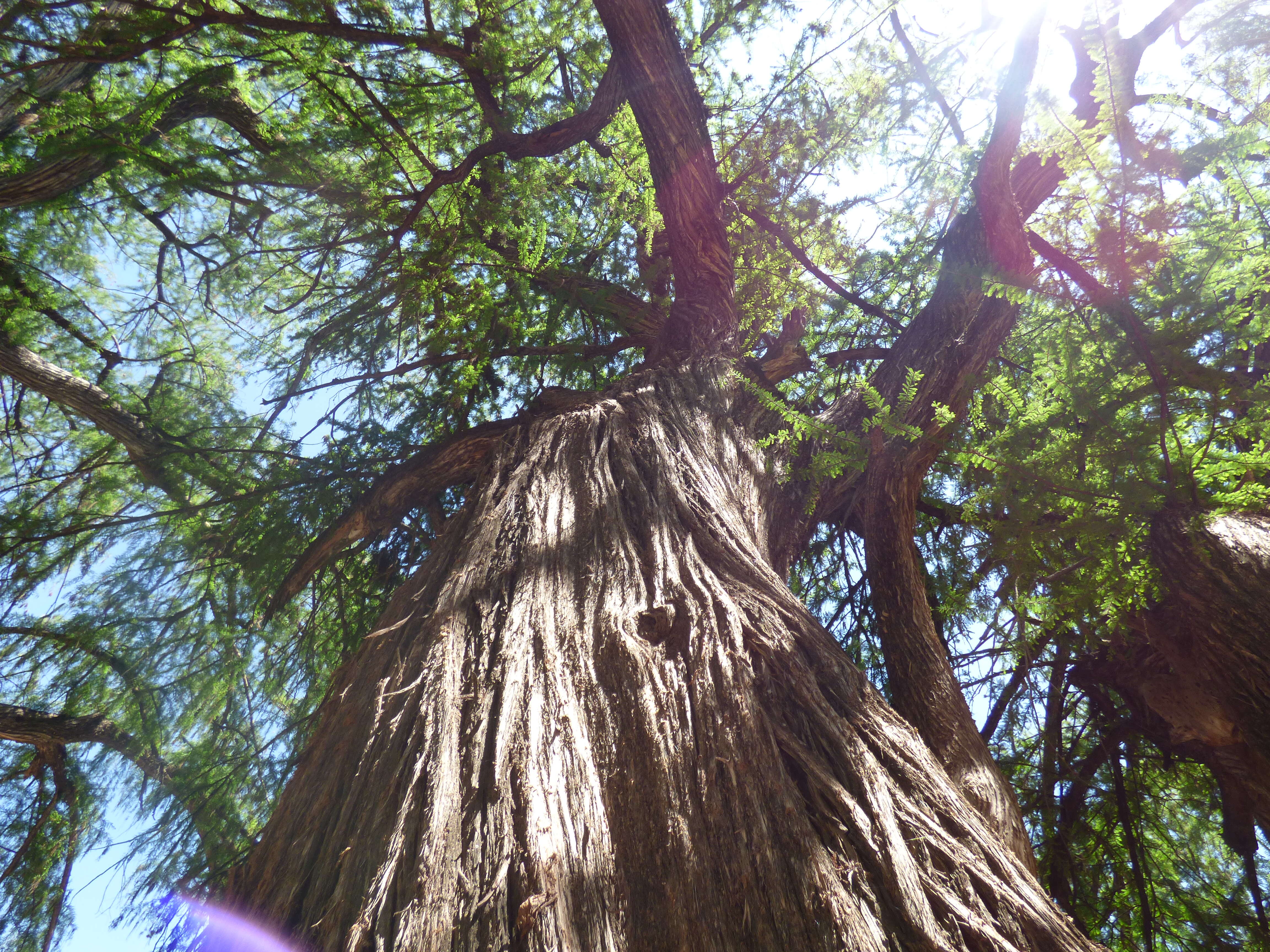 صورة Taxodium mucronatum Ten.