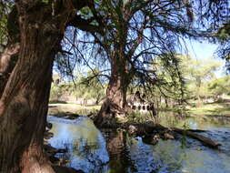 Image of Mexican Cypress