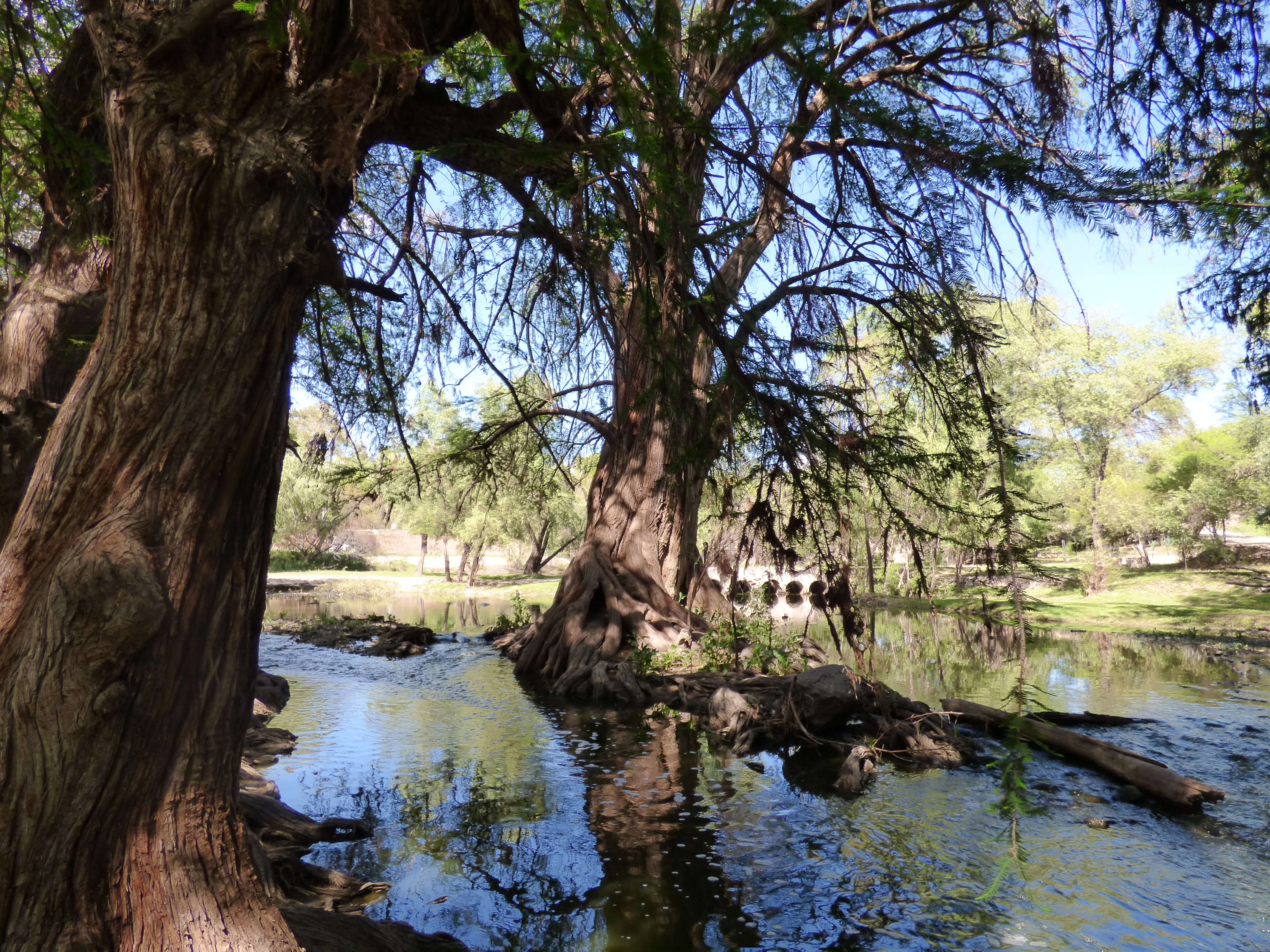 صورة Taxodium mucronatum Ten.