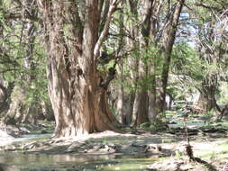 Image of Mexican Cypress