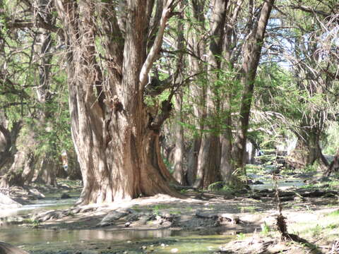 Image of Mexican Cypress