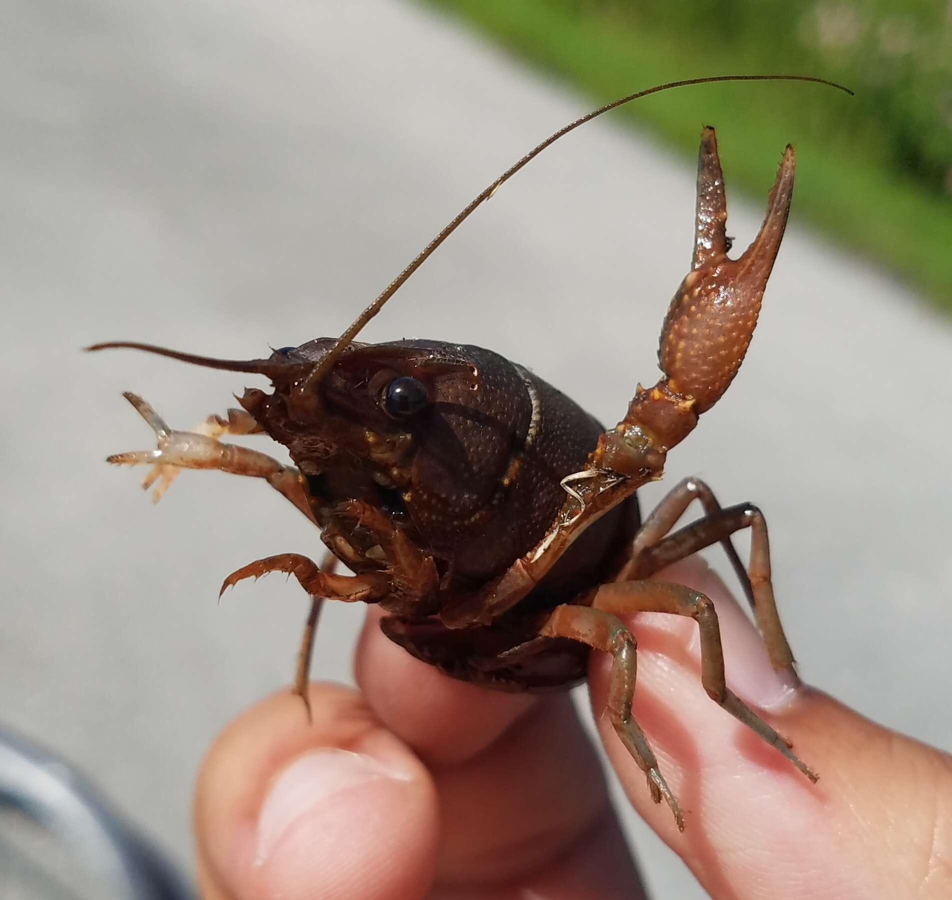 Image of Florida Crayfish