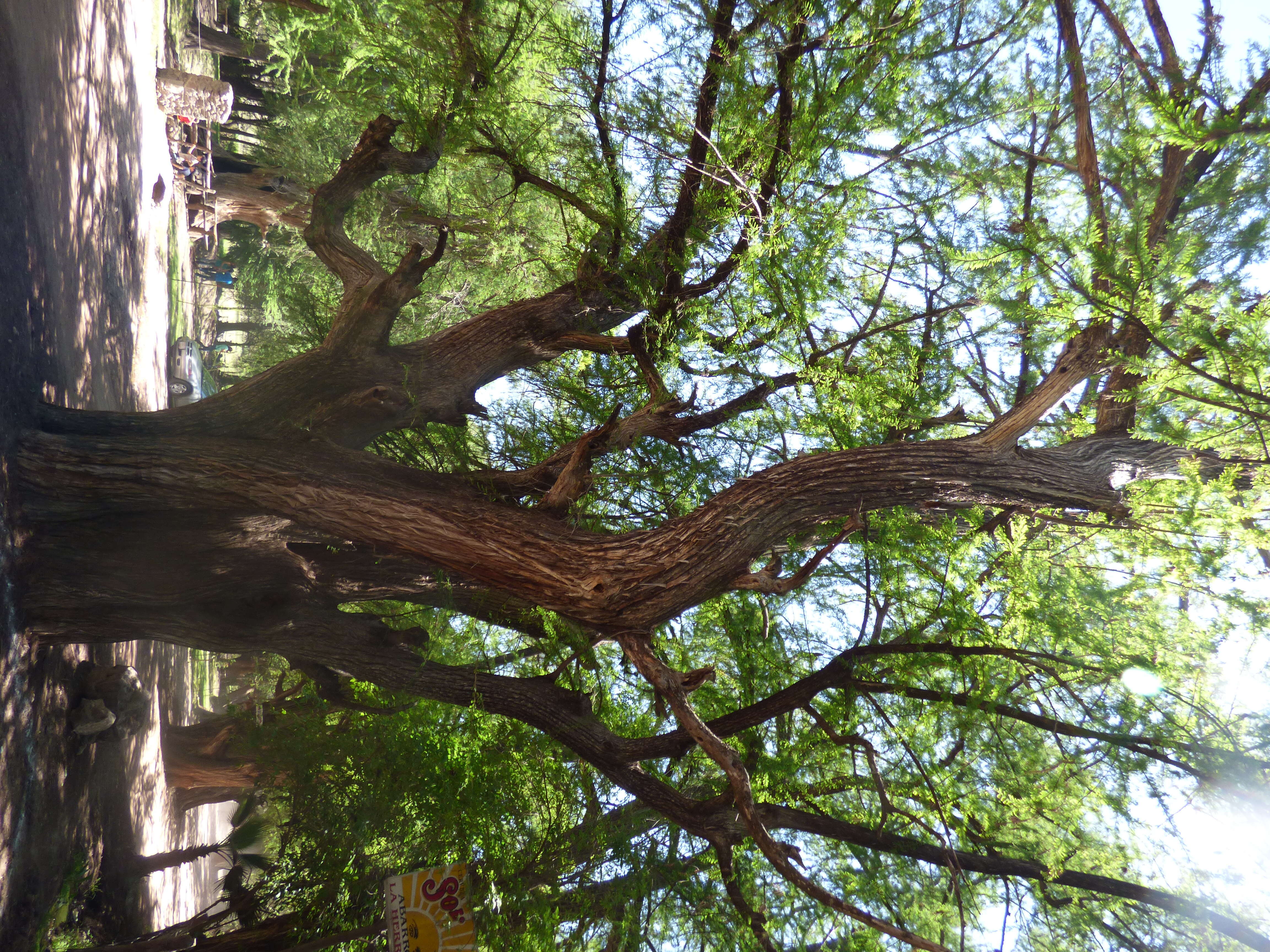 Image of Mexican Cypress