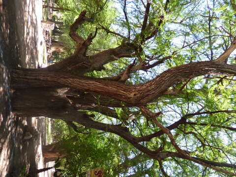 Image of Mexican Cypress