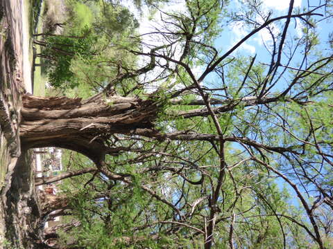 Image of Mexican Cypress