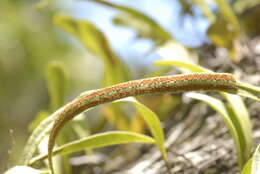 Image of lanceleaf tongue fern