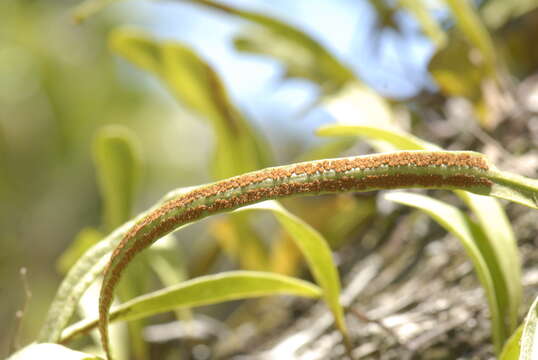 Imagem de Pyrrosia lanceolata (L.) Farw.