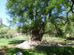 Image of Mexican Cypress