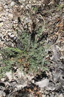 Image of Comanche Peak prairie clover