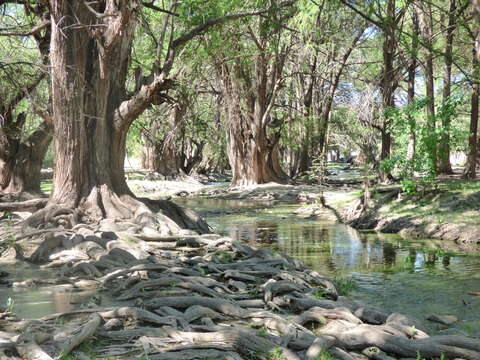 Image of Mexican Cypress