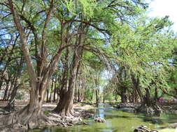 Image of Mexican Cypress