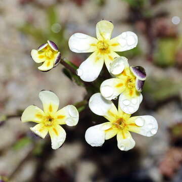 Image of Zaluzianskya pusilla (Benth.) Walp.