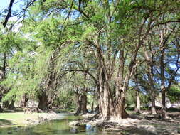 Image of Mexican Cypress